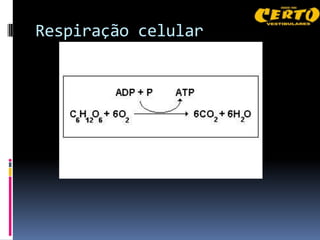 Respiração celular
 