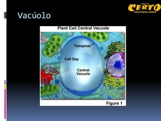 Vacúolo
 