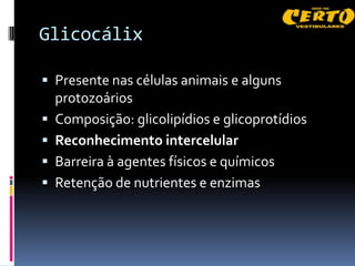Glicocálix

 Presente nas células animais e alguns
    protozoários
   Composição: glicolipídios e glicoprotídios
   Reconhecimento intercelular
   Barreira à agentes físicos e químicos
   Retenção de nutrientes e enzimas
 