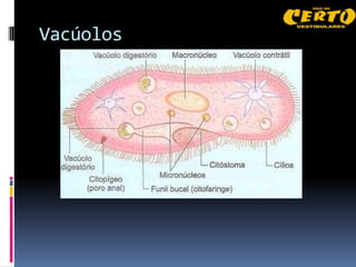 Vacúolos
 