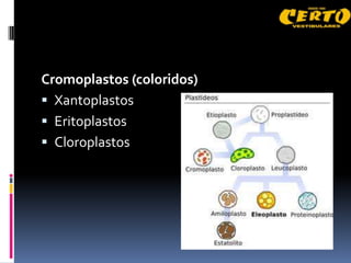 Cromoplastos (coloridos)
 Xantoplastos
 Eritoplastos
 Cloroplastos
 