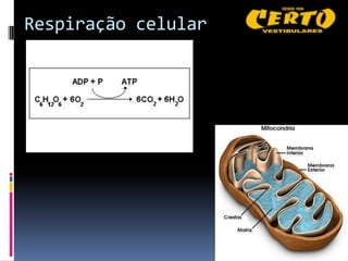 Respiração celular
 