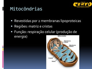 Mitocôndrias

 Revestidas por 2 membranas lipoproteicas
 Regiões: matriz e cristas
 Função: respiração celular (produção de
  energia)
 