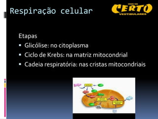 Respiração celular

 Etapas
  Glicólise: no citoplasma
  Ciclo de Krebs: na matriz mitocondrial
  Cadeia respiratória: nas cristas mitocondriais
 