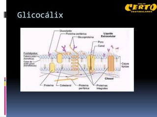 Glicocálix
 