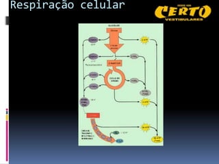 Respiração celular
 