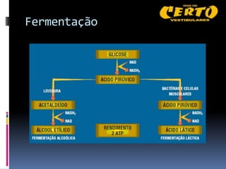 Fermentação
 