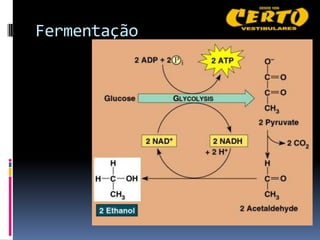 Fermentação
 
