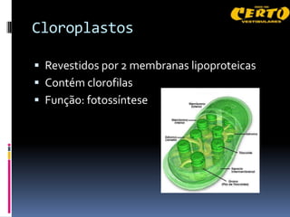 Cloroplastos

 Revestidos por 2 membranas lipoproteicas
 Contém clorofilas
 Função: fotossíntese
 