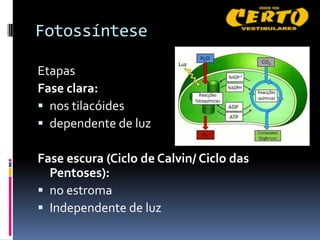 Fotossíntese

Etapas
Fase clara:
 nos tilacóides
 dependente de luz

Fase escura (Ciclo de Calvin/ Ciclo das
  Pentoses):
 no estroma
 Independente de luz
 