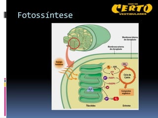 Fotossíntese
 