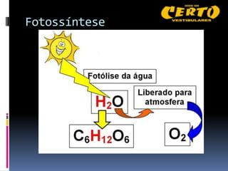 Fotossíntese
 