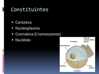Constituintes

 Carioteca
 Nucleoplasma
 Cromatina (Cromossomos)
 Nucléolo
 