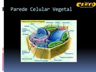 Parede Celular Vegetal
 