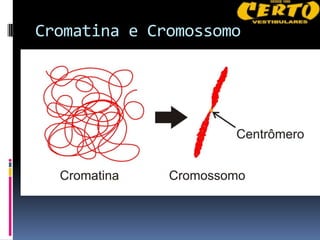 Cromatina e Cromossomo
 