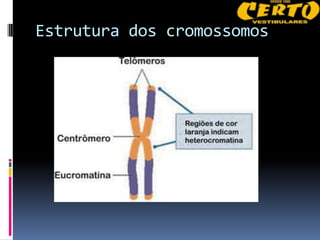 Estrutura dos cromossomos
 