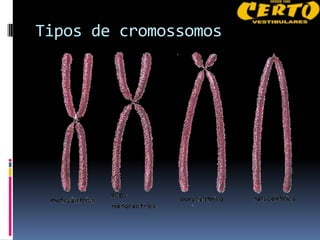Tipos de cromossomos
 