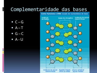 Complementaridade das bases

 C–G
 A –T
 G–C
 A-U
 