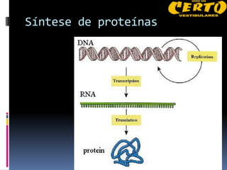 Síntese de proteínas
 