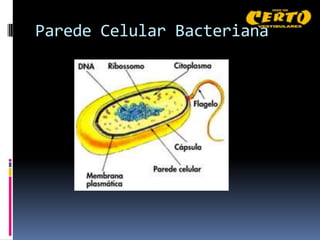 Parede Celular Bacteriana
 