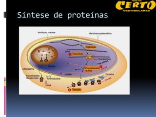Síntese de proteínas
 
