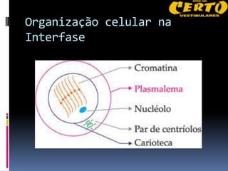 Organização celular na
Interfase
 