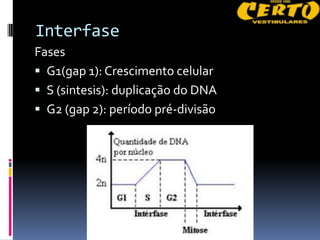 Interfase
Fases
 G1(gap 1): Crescimento celular
 S (sintesis): duplicação do DNA
 G2 (gap 2): período pré-divisão
 