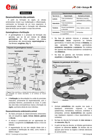 CNB  Biologia 
_________________________________________________________________________________________________________________________
___________________________________________________________________________________________________________________________________________________________________________________________________________________________________________________________________________________________________________________________________________________________________________________________________________________________ _____________________________________________________________________________________________________________
SEE-AC  Coordenação de Ensino Médio CNB  Biologia 157
*MÓDULO 4*
Desenvolvimento dos animais
A partir da formação do zigoto, as células
embrionárias iniciam sua multiplicação e diferenciação,
culminando na formação de um novo organismo. A
especialização celular leva à formação dos diferentes
tipos de tecido que compõem o corpo dos animais.
Gametogênese e fertilização
 A gametogênese é o processo de formação dos
gametas, que se dá por meiose de células
germinativas 2n. Nos machos, as células
germinativas são denominadas espermatogônias e
nas fêmeas, ovogônias. (Fig. 1)
 Figura 1 Nos mamíferos, a meiose feminina estaciona em metáfase II,
com formação do ovócito secundário, e só continua se houver
fecundação.
 A fertilização (ou fecundação) é a união do pronúcleo
masculino, proveniente do espermatozoide, com o
pronúcleo feminino, proveniente do óvulo. A união
dos dois lotes cromossômicos marca a formação do
zigoto, a primeira célula do novo indivíduo.
Desenvolvimento embrionário animal
 As fases principais do desenvolvimento embrionário
são, em sequência: zigoto, mórula, blástula, gástrula
e nêurula.
 A mórula é caracterizada por um aglomerado de
células; o surgimento da blastocela marca o início da
blástula.
 A segmentação do ovo tem relação direta com a
quantidade e distribuição de vitelo, como mostra a
tabela a seguir.
Tipos de ovos e de segmentação
Tipo de ovo Segmentação Exemplos principais
Isolécito Total (holoblástica)
e igual
Mamíferos (maioria),
equinodermos e anfioxo
Heterolécito Total (holoblástica)
e desigual
Anfíbios
Telolécito Parcial (meroblástica)
e discoidal
Aves, répteis e peixes
Centrolécito Parcial (meroblástica)
e superficial
Artrópodes
 Na fase de gástrula inicia-se o processo de
diferenciação celular, originando os folhetos
germinativos. A maioria dos animais é triblástica, ou
seja, apresenta três folhetos germinativos:
endoderme, mesoderme e ectoderme. Os cnidários
têm apenas dois folhetos (ectoderme e endoderme):
são diblásticos.
 Na fase da gástrula, são formados também o
arquêntero e o blastóporo. (Fig. 2)
 Figura 2
 Animais protostômios são aqueles nos quais o
blastóporo embrionário originará a boca
(platelmintos, nematódeos, moluscos, anelídeos e
artrópodes); animais deuterostômios são aqueles
cujo blastóporo originará o ânus (equinodermos e
cordados).
 Na fase de nêurula há formação do tubo nervoso e
da notocorda. (Fig. 3)
 A partir da fase de nêurula, os folhetos germinativos
originam os diferentes tecidos. Os tecidos vão se
agrupar para formar os órgãos e demais estruturas
do animal adulto.
 