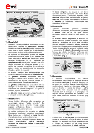 CNB  Biologia 
_________________________________________________________________________________________________________________________
___________________________________________________________________________________________________________________________________________________________________________________________________________________________________________________________________________________________________________________________________________________________________________________________________________________________ _____________________________________________________________________________________________________________
SEE-AC  Coordenação de Ensino Médio CNB  Biologia 158
 Figura 3
Tecido epitelial
 Apresenta células justapostas, intimamente unidas.
Desempenha funções de revestimento, secreção
(epitélio glandular) e absorção (epitélio intestinal). De
modo geral, o tecido epitelial não é vascularizado,
nutrindo-se a partir do tecido conjuntivo adjacente.
 Os epitélios de revestimento podem ser simples
(uma única camada de células — ex.: endotélio dos
vasos sanguíneos), estratificado (formado por várias
camadas sobrepostas — ex.: epiderme) ou
pseudoestratificado (uma única camada, mas com
células dispostas em diferentes alturas — ex.:
epitélio da traqueia); os epitélios de revestimento
podem, ainda, ser queratinizados ou apresentar
cílios (ex.: epitélio da traqueia).
 O epitélio intestinal tem especializações que
aumentam a superfície de absorção: as vilosidades.
 As glândulas exócrinas apresentam duto de
secreção e liberam seus produtos para fora do
organismo ou em alguma cavidade corporal. Ex.:
glândulas mamárias, salivares e sudoríparas.
 As glândulas endócrinas não apresentam duto de
secreção e liberam seus produtos (hormônios)
diretamente na corrente sanguínea. Ex.: glândula
tireóidea, hipófise, suprarrenais.
 As glândulas mistas apresentam uma parte exócrina
e uma parte endócrina. Ex.: pâncreas.
Tecido conjuntivo
 Vários tecidos diferentes são agrupados na
denominação comum “tecido conjuntivo”. Os
principais são: tecido conjuntivo frouxo, denso,
adiposo, cartilaginoso, ósseo e hematopoiético
(formador das células sanguíneas).
 Os tecidos conjuntivos são formados por células
(fibroblastos, adipócitos, osteócitos, macrófagos),
fibras (colágenas e elásticas) e matriz (também
chamada substância fundamental amorfa).
 Dentre as funções do tecido conjuntivo podem ser
citadas: preenchimento, reserva energética,
transporte de substâncias, defesa e sustentação,
entre outras.
 O tecido sanguíneo ou sangue é um tecido
conjuntivo especial: apresenta uma matriz fluida,
denominada plasma, e elementos figurados, como
hemácias (responsáveis pelo transporte de gases),
leucócitos (responsáveis pela defesa do organismo)
e plaquetas ou trombócitos (responsáveis pela
coagulação sanguínea).
Tecido muscular
 Apresenta filamentos proteicos contráteis
(miofibrilas), constituídos, essencialmente, por actina
e miosina. Pode ser de três tipos: estriado
esquelético, estriado cardíaco e não estriado (ou
liso).
 O músculo estriado esquelético é formado por
células sinciciais (células fundidas), com núcleos
periféricos. Apresenta, de modo geral, contração
rápida e voluntária. O músculo estriado cardíaco é
formado por células anastomosadas (unidas por uma
“ponte” citoplasmática) e apresenta contração rápida
e involuntária. O músculo não estriado (visceral) é
formado por células individuais, fusiformes, sem
estrias transversais. Tem contração geralmente lenta
e involuntária. (Fig. 4)
Tecido nervoso
 É formado, principalmente, por células
especializadas na condução de impulsos nervosos,
denominadas neurônios. É possível distinguir três
partes em um neurônio: dendrito (responsável pelo
recebimento do impulso nervoso), corpo celular (no
qual se localiza o núcleo da célula) e axônio
(geralmente mais alongado que os dendritos,
envolvido com a condução e a propagação do
impulso nervoso proveniente dos dendritos e do
corpo celular para outros neurônios ou células). (Fig.
5)
 Figura 5
 Existem ainda as células gliais, que desempenham
papéis de sustentação, nutrição e defesa do tecido
nervoso. Ex.: astrócitos, micróglias, oligodendrócitos
e células de Schwann — as duas últimas
responsáveis pela produção do estrato mielínico.
 
