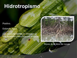 Raíces de un árbol de mangle
Positivo.
Estimulo: Agua.
Las raíces se dijeren en dirección a
a la humedad producidas por el agua
 