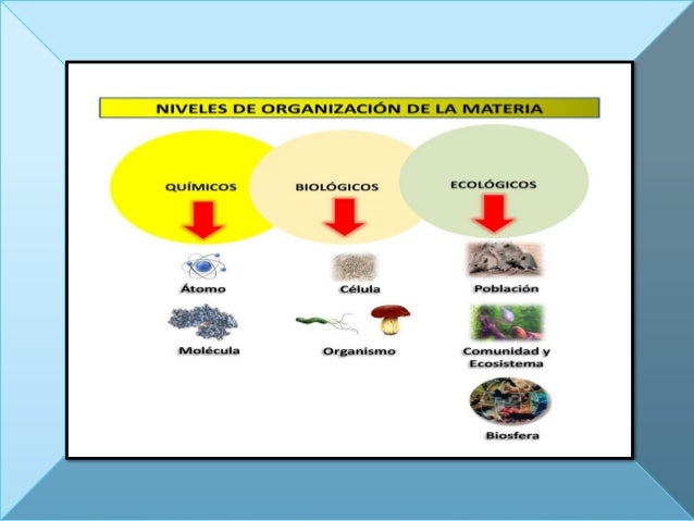 Niveles de Organización de la Materia Clase 2