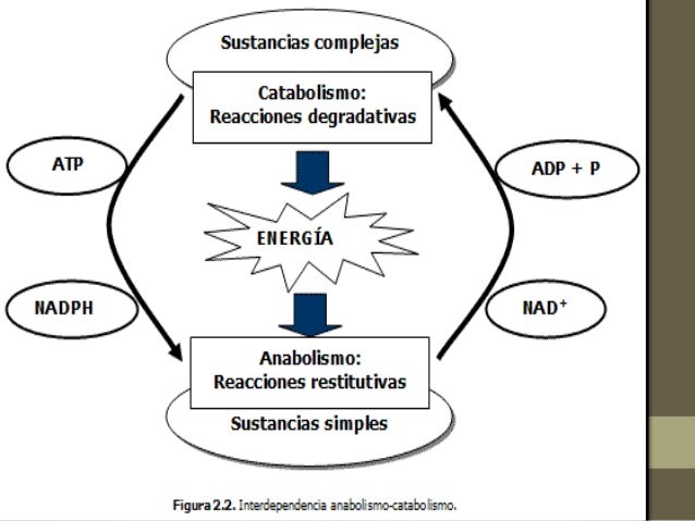 Prueba metabolismo hidrocarbonado bajo