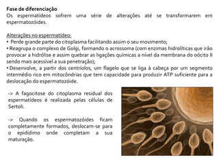 Fase de diferenciação
Os espermatídeos sofrem uma série de alterações até se transformarem em
espermatozóides.
Alterações no espermatídeo:
• Perde grande parte do citoplasma facilitando assim o seu movimento;
• Reagrupa o complexo de Golgi, formando o acrossoma (com enzimas hidrolíticas que irão
provocar a hidrólise e assim quebrar as ligações químicas a nível da membrana do oócito II
sendo mais acessível a sua penetração);
• Desenvolve, a partir dos centríolos, um flagelo que se liga à cabeça por um segmento
intermédio rico em mitocôndrias que tem capacidade para produzir ATP suficiente para a
deslocação do espermatozóide.
-> A fagocitose do citoplasma residual dos
espermatídeos é realizada pelas células de
Sertoli.
-> Quando os espermatozóides ficam
completamente formados, deslocam-se para
o epidídimo onde completam a sua
maturação.
 