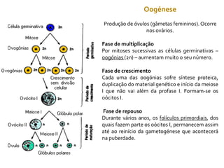 Oogénese
Produção de óvulos (gâmetas femininos). Ocorre
nos ovários.
Fase de multiplicação
Por mitoses sucessivas as células germinativas –
oogónias (2n) – aumentam muito o seu número.
Fase de crescimento
Cada uma das oogónias sofre síntese proteica,
duplicação do material genético e início da meiose
I que não vai além da profase I. Formam-se os
oócitos I.
Fase de repouso
Durante vários anos, os folículos primordiais, dos
quais fazem parte os oócitos I, permanecem assim
até ao reinício da gametogénese que acontecerá
na puberdade.
 