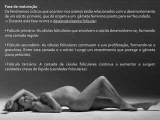 Fase de maturação
Os fenómenos cíclicos que ocorrem nos ovários estão relacionados com o desenvolvimento
de um oócito primário, que dá origem a um gâmeta feminino pronto para ser fecundado.
-> Durante esta fase ocorre o desenvolvimento folicular:
• Folículo primário: As células foliculares que envolvem o oócito desenvolvem-se, formando
uma camada regular.
• Folículo secundário: As células foliculares continuam a sua proliferação, formando-se a
granulosa. Entre esta camada e o oócito I surge um revestimento que protege o gâmeta
(zona pelúcida).
• Folículo terciário: A camada de células foliculares continua a aumentar e surgem
cavidades cheias de líquido (cavidades foliculares).
 