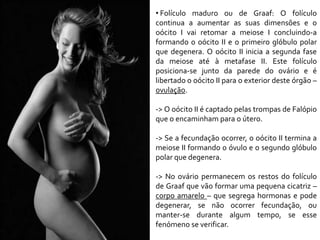 • Folículo maduro ou de Graaf: O folículo
continua a aumentar as suas dimensões e o
oócito I vai retomar a meiose I concluindo-a
formando o oócito II e o primeiro glóbulo polar
que degenera. O oócito II inicia a segunda fase
da meiose até à metafase II. Este folículo
posiciona-se junto da parede do ovário e é
libertado o oócito II para o exterior deste órgão –
ovulação.
-> O oócito II é captado pelas trompas de Falópio
que o encaminham para o útero.
-> Se a fecundação ocorrer, o oócito II termina a
meiose II formando o óvulo e o segundo glóbulo
polar que degenera.
-> No ovário permanecem os restos do folículo
de Graaf que vão formar uma pequena cicatriz –
corpo amarelo – que segrega hormonas e pode
degenerar, se não ocorrer fecundação, ou
manter-se durante algum tempo, se esse
fenómeno se verificar.
 