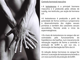 Controlo hormonal masculino
• A testosterona é a principal hormona
masculina e é produzida pelas células de
Leydig, nos testículos, por acção da hormona
LH.
•A testosterona é produzida a partir da
puberdade de forma contínua e proporciona
o desenvolvimento dos órgãos sexuais
primários e também dos caracteres sexuais
secundários. Permite ainda o início da
espermatogénese.
• Os níveis de testosterona no sangue vão ser
controlados pelo funcionamento do
hipotálamo e da hipófise, num mecanismo de
retroacção negativa de forma a controlar a
produção de GnRH e, por sua vez, a
diminuição da libertação da FSH e da LH.
•A redução destas hormonas no sangue faz
diminuir a secreção de testosterona levando a
um novo aumento de produção de GnRH.
 