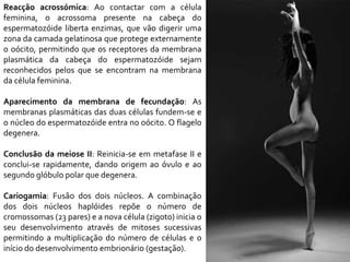 Reacção acrossómica: Ao contactar com a célula
feminina, o acrossoma presente na cabeça do
espermatozóide liberta enzimas, que vão digerir uma
zona da camada gelatinosa que protege externamente
o oócito, permitindo que os receptores da membrana
plasmática da cabeça do espermatozóide sejam
reconhecidos pelos que se encontram na membrana
da célula feminina.
Aparecimento da membrana de fecundação: As
membranas plasmáticas das duas células fundem-se e
o núcleo do espermatozóide entra no oócito. O flagelo
degenera.
Conclusão da meiose II: Reinicia-se em metafase II e
conclui-se rapidamente, dando origem ao óvulo e ao
segundo glóbulo polar que degenera.
Cariogamia: Fusão dos dois núcleos. A combinação
dos dois núcleos haplóides repõe o número de
cromossomas (23 pares) e a nova célula (zigoto) inicia o
seu desenvolvimento através de mitoses sucessivas
permitindo a multiplicação do número de células e o
início do desenvolvimento embrionário (gestação).
 