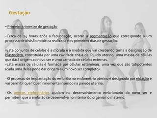 Gestação
• Primeiro trimestre de gestação
-Cerca de 24 horas após a fecundação, ocorre a segmentação que corresponde a um
processo de divisão mitótica realizada nos primeiros dias de gestação.
-Este conjunto de células é a mórula e à medida que vai crescendo toma a designação de
blastocisto, constituída por uma cavidade cheia de líquido uterino, uma massa de células
que dará origem ao novo ser e uma camada de células externas.
-Esta massa de células é formada por células estaminais, uma vez que são totipotentes
(cada uma delas pode dar origem a um novo ser completo).
- O processo de implantação do embrião no endométrio uterino é designado por nidação e
vai permitir que fique firmemente inserido na parede uterina.
- Os anexos embrionários ajudam no desenvolvimento embrionário do novo ser e
permitem que o embrião se desenvolva no interior do organismo materno.
 