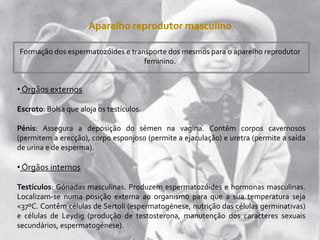 Aparelho reprodutor masculino
Formação dos espermatozóides e transporte dos mesmos para o aparelho reprodutor
feminino.
• Órgãos externos
Escroto: Bolsa que aloja os testículos.
Pénis: Assegura a deposição do sémen na vagina. Contêm corpos cavernosos
(permitem a erecção), corpo esponjoso (permite a ejaculação) e uretra (permite a saída
de urina e de esperma).
• Órgãos internos
Testículos: Gónadas masculinas. Produzem espermatozóides e hormonas masculinas.
Localizam-se numa posição externa ao organismo para que a sua temperatura seja
<37ºC. Contêm células de Sertoli (espermatogénese, nutrição das células germinativas)
e células de Leydig (produção de testosterona, manutenção dos caracteres sexuais
secundários, espermatogénese).
 