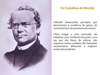 Os trabalhos de Mendel
• Mendel desenvolveu princípios que
demonstram a existência de genes, de
cromossomas e dos processos da meiose.
• Para chegar a uma conclusão, ele
trabalhou com ervilheiras-de-jardim uma
vez que são fáceis de cultivar, não
requerem muitos cuidados, têm bastantes
características diferentes e originam
muitos descendentes.
 
