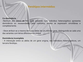 Fenótipos intermédios
Co-dominância
-Nenhum dos alelos de um gene presente num indivíduo heterozigótico apresenta
dominância ou recessividade; pelo contrário, ambos se expressam simultânea e
completamente.
- Deve atribuir-se a mesma letra aos alelos de um mesmo gene, distinguindo-se cada uma
das variantes com letras diferentes em índice.
Dominância incompleta
- A interacção entre os alelos de um gene origina, nos indivíduos heterozigóticos, um
terceiro fenótipo.
 