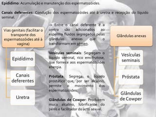 Epidídimo: Acumulação e manutenção dos espermatozóides.
Canais deferentes: Condução dos espermatozóides até à uretra e recepção do líquido
seminal.
Vias genitais (facilitar o
transporte dos
espermatozóides até à
vagina)
Epidídimo
Canais
deferentes
Uretra
-> Entre o canal deferente e a
uretra são adicionados ao
esperma fluidos segregados pelas
glândulas anexas que o
transformam em sémen.
Vesículas seminais: Segregam o
líquido seminal, rico em frutose,
que fornece aos espermatozóides
energia.
Próstata: Segrega o líquido
prostático que, por ser alcalino,
permite o movimento dos
espermatozóides.
Glândulas de Cowper: Produzem
muco alcalino, lubrificante do
pénis e facilitador do acto sexual.
Glândulas anexas
Vesículas
seminais
Próstata
Glândulas
de Cowper
 
