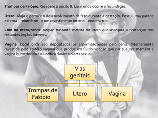Trompas de Falópio: Recebem o oócito II. Local onde ocorre a fecundação.
Útero: Aloja e permite o desenvolvimento do feto durante a gestação. Possui uma parede
externa – miométrio – e um revestimento interno – endométrio.
Colo do útero/cérvix: Região bastante estreita do útero que assegura a protecção dos
restantes órgãos internos.
Vagina: Local onde são depositados os espermatozóides pelo pénis. Internamente
revestida pelo epitélio vaginal que produz um fluido viscoso que por sua vez mantém a
vagina humedecida e a lubrifica durante o acto sexual.
Vias
genitais
Trompas de
Falópio
Útero Vagina
 
