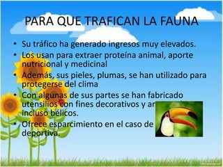 PARA QUE TRAFICAN LA FAUNA
• Su tráfico ha generado ingresos muy elevados.
• Los usan para extraer proteína animal, aporte
nutricional y medicinal
• Además, sus pieles, plumas, se han utilizado para
protegerse del clima
• Con algunas de sus partes se han fabricado
utensilios con fines decorativos y artesanales e
incluso bélicos.
• Ofrece esparcimiento en el caso de la caza
deportiva.
 
