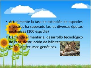 • Actualmente la tasa de extinción de especies
silvestres ha superado las las diversas épocas
geológicas (100 esp/dia)
• Demanda alimentaria, desarrollo tecnológico
de caza, destrucción de hábitats naturales,
tráfico de recursos genéticos.
 