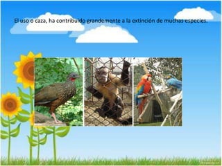 El uso o caza, ha contribuido grandemente a la extinción de muchas especies.
 