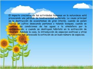 El impacto creciente de las actividades humanas en la naturaleza está
provocando una pérdida de biodiversidad acelerada. La causa principal
es la destrucción de ecosistemas de gran interés, cuando se ponen
tierras en cultivo desecando pantanos o talando bosques, cuando se
cambian las condiciones de las aguas o la atmósfera por la
contaminación, o cuando se destruyen hábitats en la extracción de
recursos. Además la caza, la introducción de especies exóticas y otras
actuaciones han provocado la extinción de un buen número de especies.
 