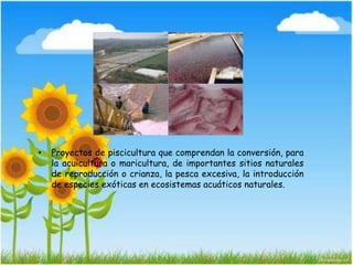 • Proyectos de piscicultura que comprendan la conversión, para
la acuicultura o maricultura, de importantes sitios naturales
de reproducción o crianza, la pesca excesiva, la introducción
de especies exóticas en ecosistemas acuáticos naturales.
 