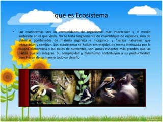 que es Ecosistema
• Los ecosistemas son las comunidades de organismos que interactúan y el medio
ambiente en el que viven. No se trata simplemente de ensamblajes de especies, sino de
sistemas combinados de materia orgánica e inorgánica y fuerzas naturales que
interactúan y cambian. Los ecosistemas se hallan entretejidos de forma intrincada por la
cadena alimentaria y los ciclos de nutrientes, son sumas vivientes más grandes que las
partes que los integran. Su complejidad y dinamismo contribuyen a su productividad,
pero hacen de su manejo todo un desafío.
 